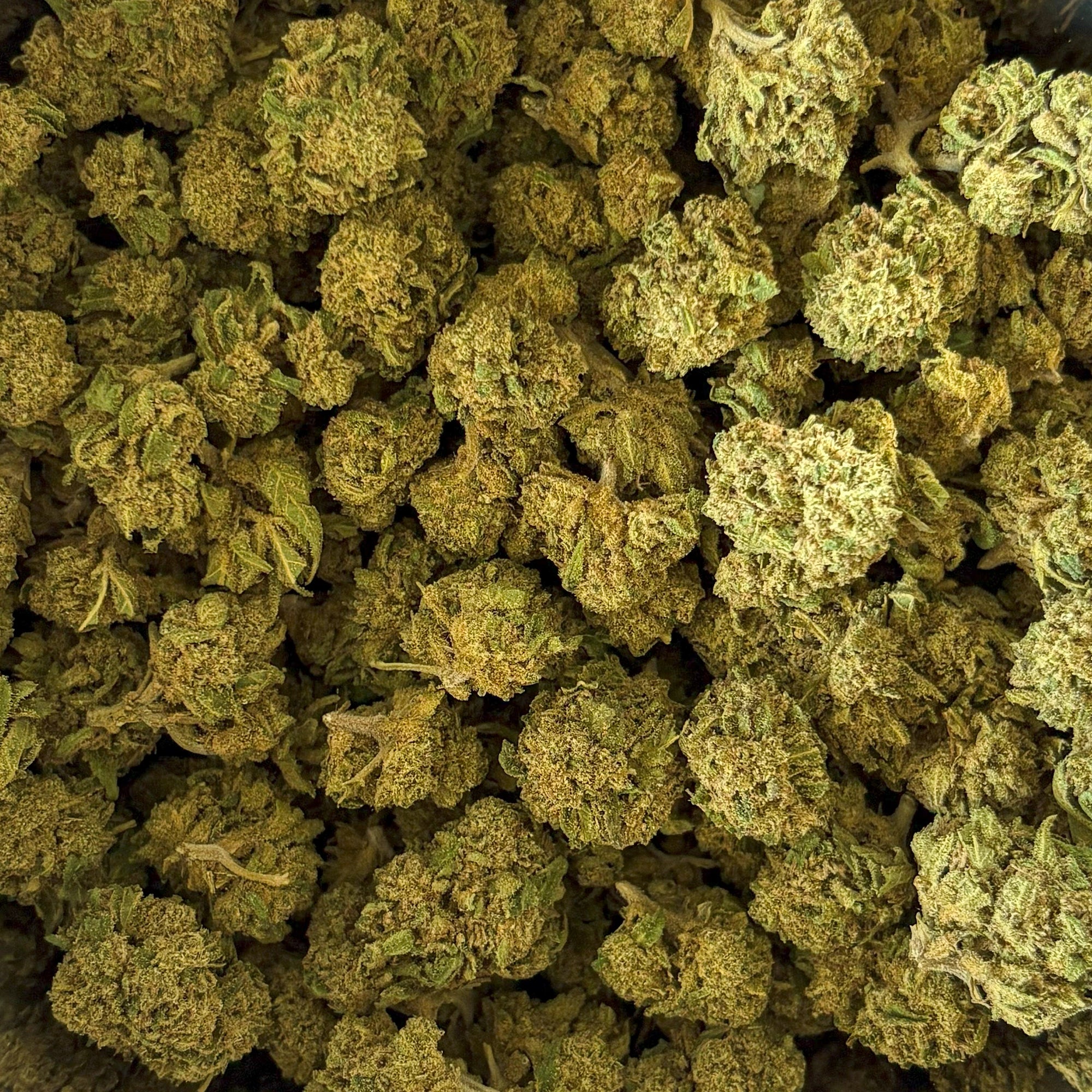 Candy Kush Small Buds
