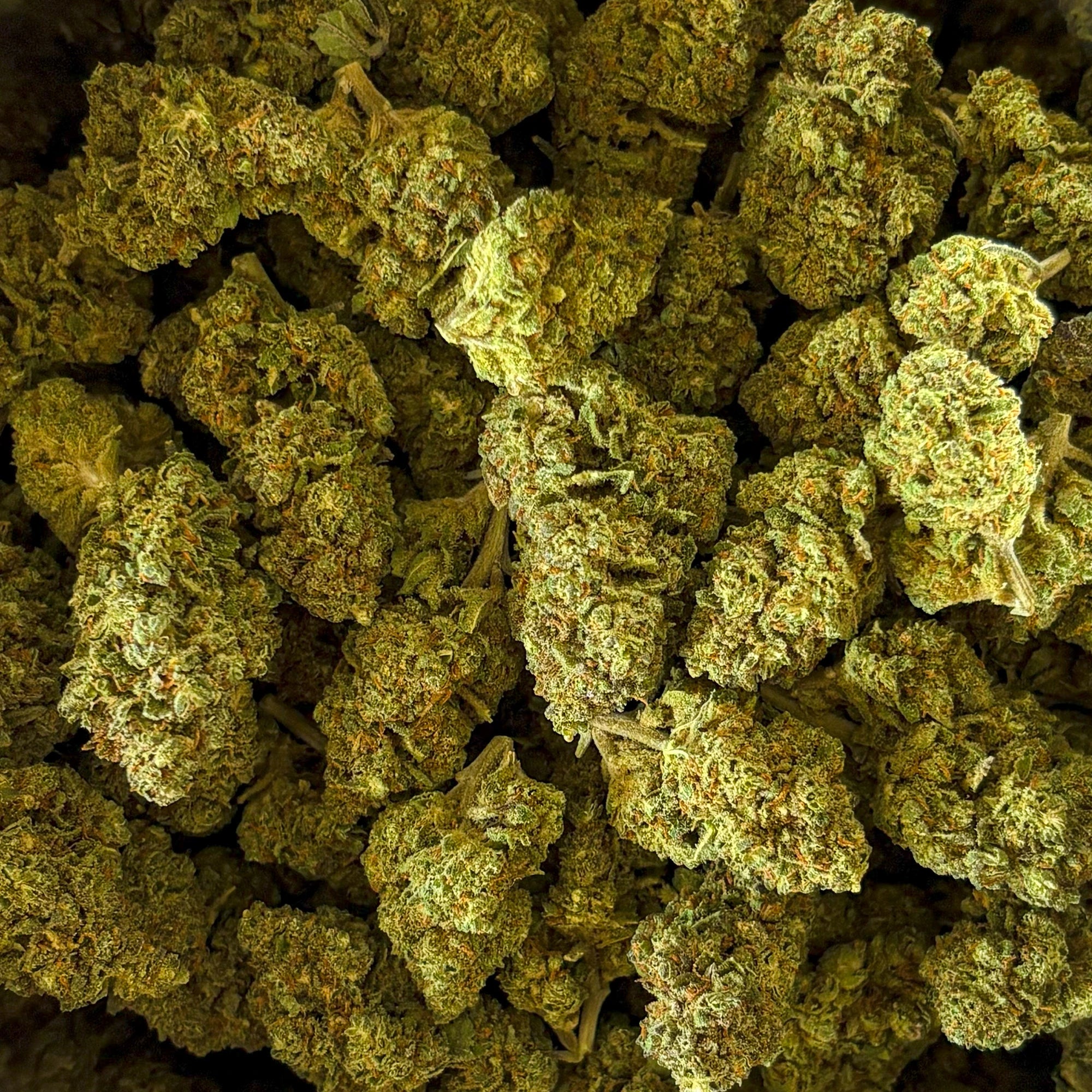 Orange Bud