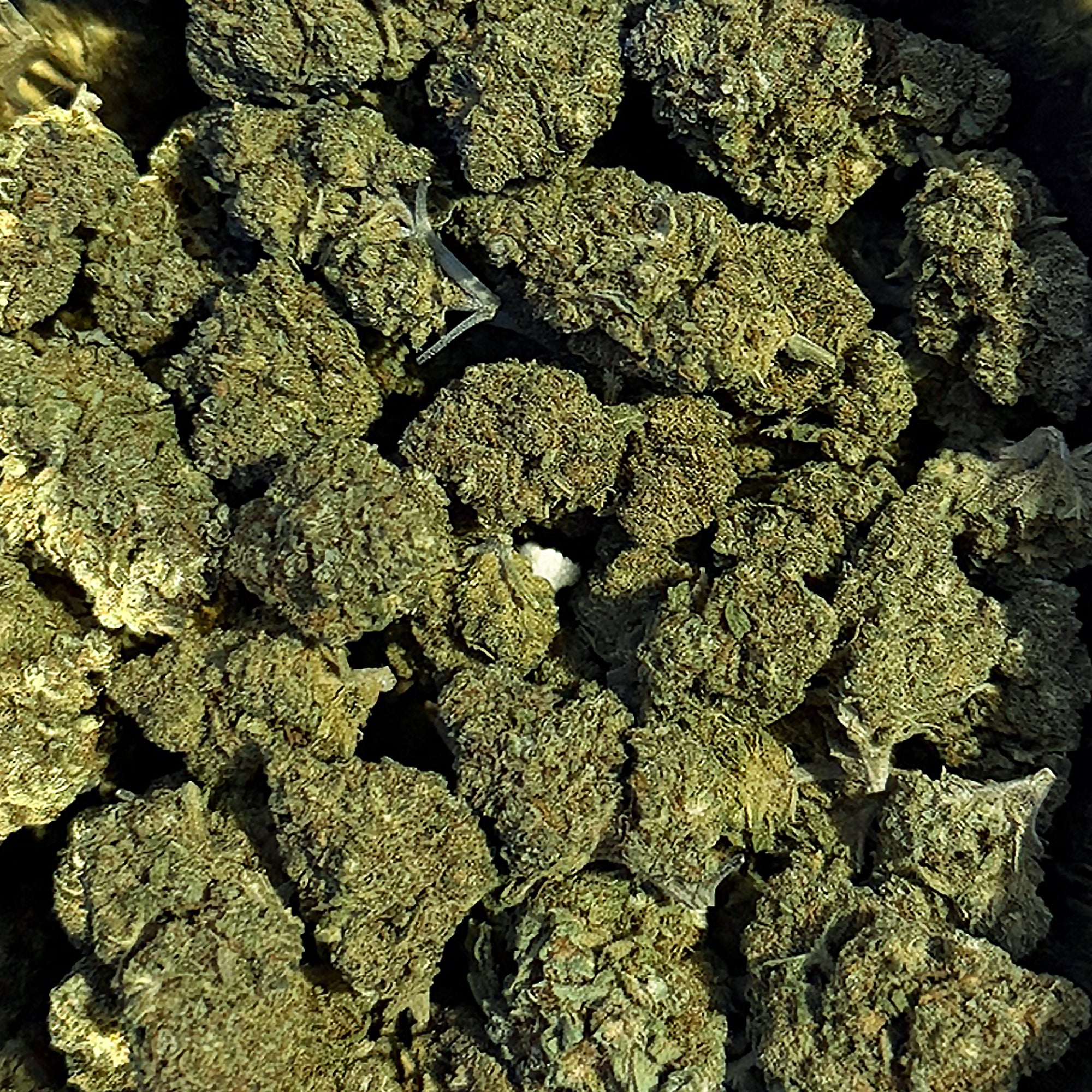 Santa Kush : Édition Limité