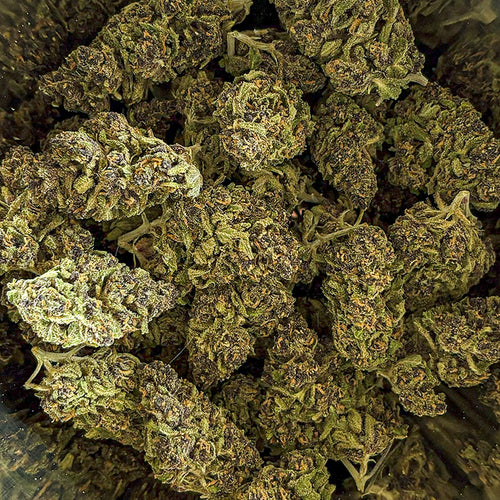Violet Kush